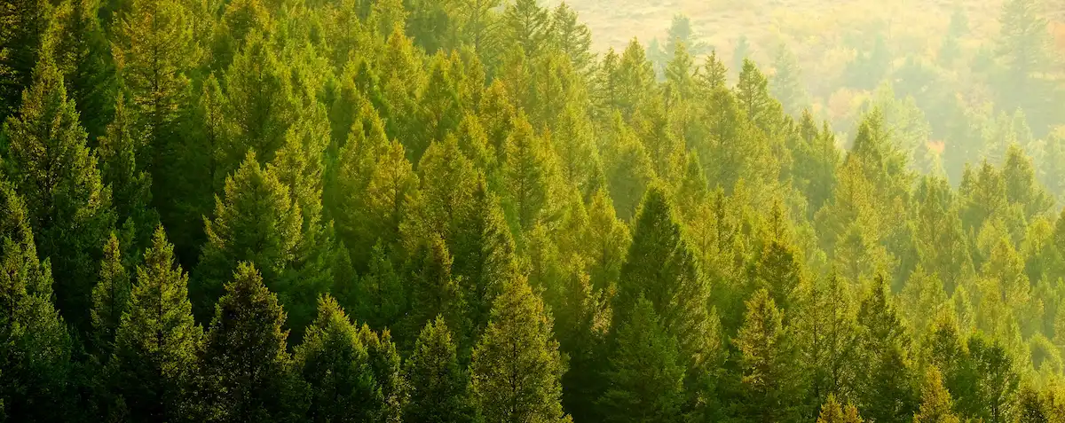 Pine trees forest in evening light