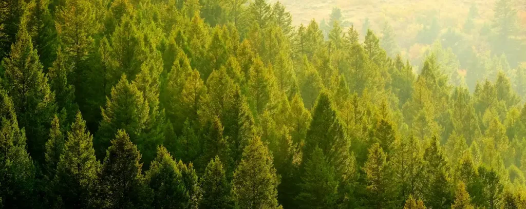 Panoramic forest landscape representing sustainability